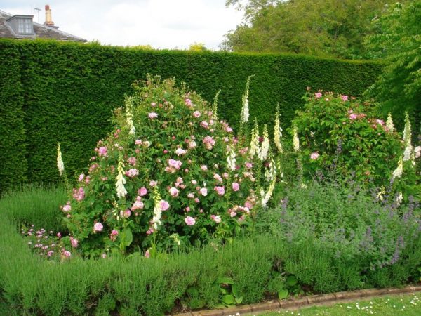 Rose Support - Image 4