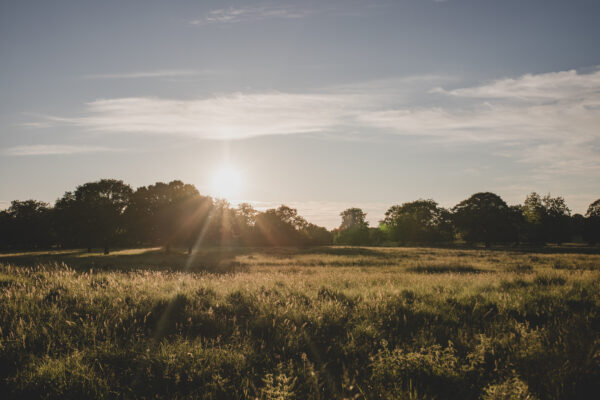 Midsummer Nights
